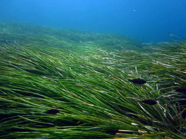 Sortie plongee au Lavandou.jpg